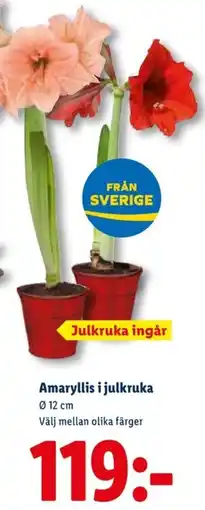 Lidl Amaryllis i julkruka erbjuda
