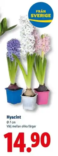 Lidl Hyacint erbjuda