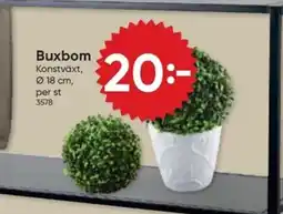 DollarStore Buxbom erbjuda