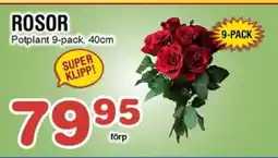 Nya Pulsen Rosor erbjuda