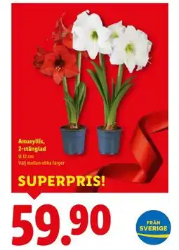 Lidl Amaryllis, 2-stänglad, SEK 59.9 erbjuda