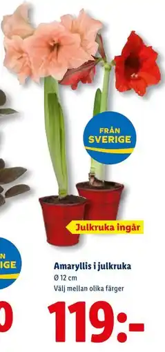 Lidl Amaryllis i julkruka, SEK 119 erbjuda