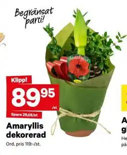 City Gross Amaryllis dekorerad, SEK 89.95 erbjuda