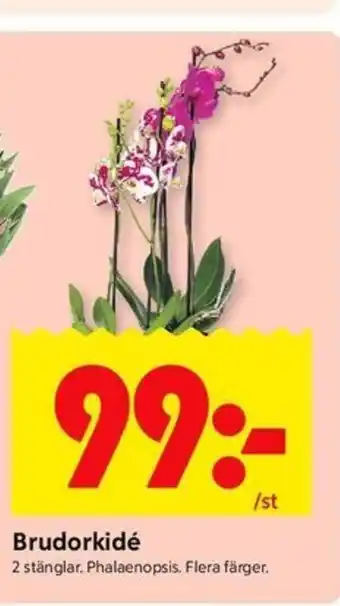 ICA Kvantum Brudorkidé erbjuda