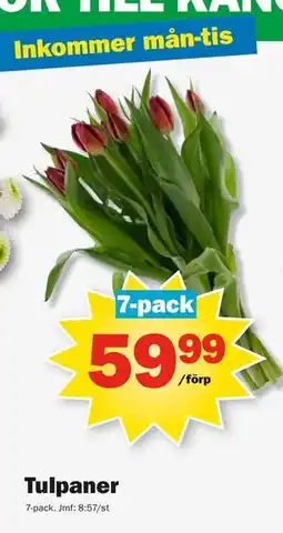 Pekås Tulpaner, SEK 59.99 erbjuda