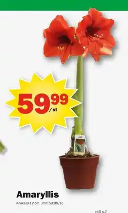 Pekås Amaryllis, SEK 59.99 erbjuda
