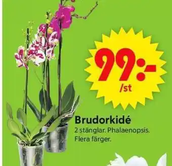 ICA Supermarket Brudorkidé erbjuda