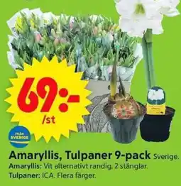 ICA Supermarket Amaryllis, Tulpaner erbjuda