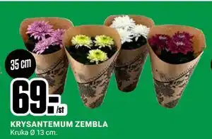 ÖoB KRYSANTEMUM ZEMBLA, SEK 69 erbjuda