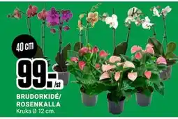 ÖoB BRUDORKIDÉ/ ROSENKALLA, SEK 99 erbjuda