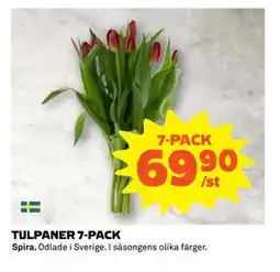 Coop Daglivs TULPANER 7-PACK, SEK 69.9 erbjuda