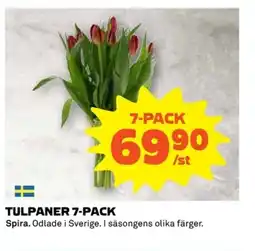 Coop Tulpaner 7-pack erbjuda