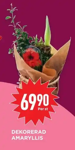 Willys Hemma DEKORERAD AMARYLLIS, SEK 69.9 erbjuda