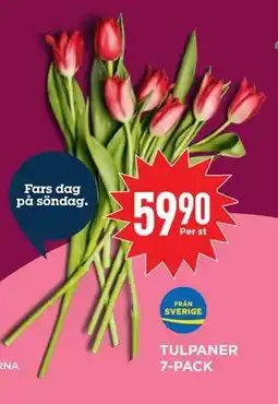 Willys Hemma TULPANER 7-PACK, SEK 59.9 erbjuda