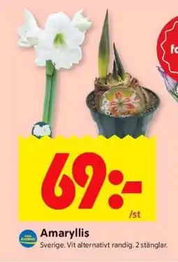 ICA Supermarket Amaryllis erbjuda