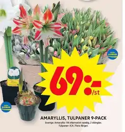 ICA Maxi Amaryllis, tulpaner erbjuda