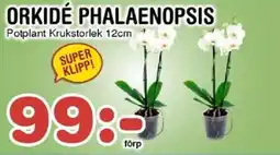 Nya Pulsen Orkidé phalaenopsis erbjuda