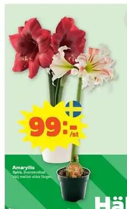 Stora Coop Amaryllis, SEK 99 erbjuda