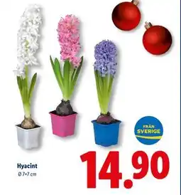 Lidl Hyacint, SEK 14.9 erbjuda