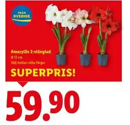 Lidl Amaryllis 2-stänglad, SEK 59.9 erbjuda