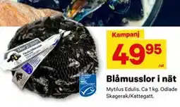 City Gross Blåmusslor i nät, SEK 49.95 erbjuda