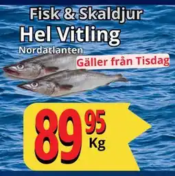 Supergrossen Hel Vitling, SEK 89.95 erbjuda