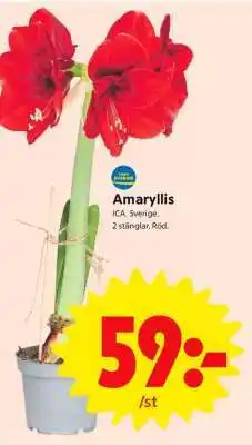 ICA Supermarket Amaryllis erbjuda