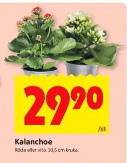 ICA Supermarket Kalanchoe erbjuda