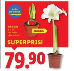 Lidl Amaryllis erbjuda