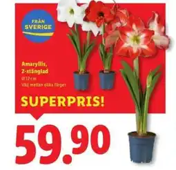 Lidl Amaryllis, 2-stänglad erbjuda