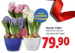 Lidl Hyacint, 3 lökar erbjuda