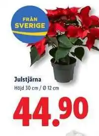 Lidl JULSTJÄRNA erbjuda