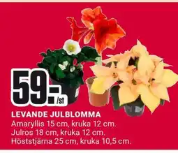 ÖoB LEVANDE JULBLOMMA erbjuda
