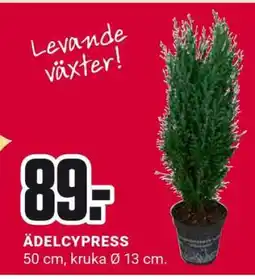 ÖoB ÄDELCYPRESS erbjuda