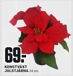 ÖoB KONSTVÄXT JULSTJÄRNA erbjuda