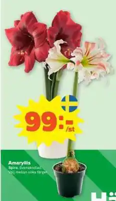 Stora Coop Amaryllis erbjuda