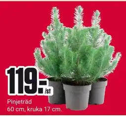 ÖoB Pinjeträd erbjuda
