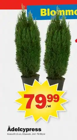 Pekås Ädelcypress, SEK 79.99 erbjuda
