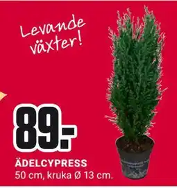 ÖoB ÄDELCYPRESS, SEK 89 erbjuda