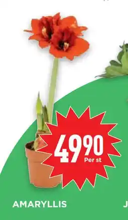 Willys Hemma AMARYLLIS, SEK 49.9 erbjuda