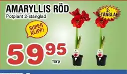 Nya Pulsen Amaryllis röd erbjuda
