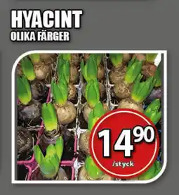 Extra Mjällby Stormarknad Hyacint olika färger erbjuda