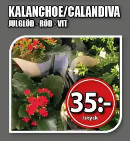 Extra Mjällby Stormarknad Kalanchoe/calandiva erbjuda