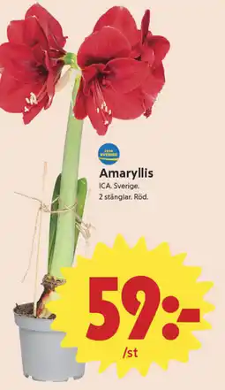 ICA Nära Amaryllis erbjuda