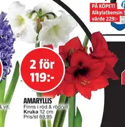 Bauhaus AMARYLLIS, SEK 119 erbjuda