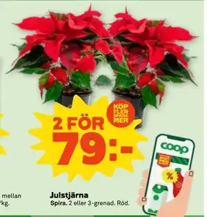 Stora Coop Julstjärna, SEK 79 erbjuda