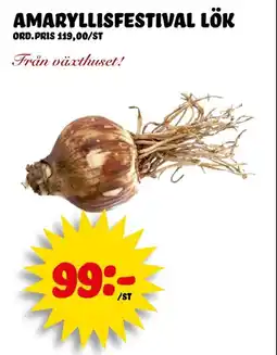 Nelins Amaryllisfestival lök erbjuda