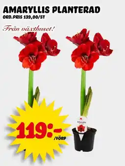 Nelins Amaryllis planterad erbjuda