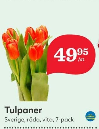 Hemköp Tulpaner erbjuda