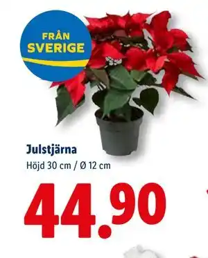 Lidl Julstjärna, SEK 44.9 erbjuda